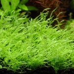 植栽から84日目　ウォーターローン